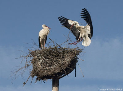 Cigogne-blanche-alsace-Le mâle apporte des branches pour le nid