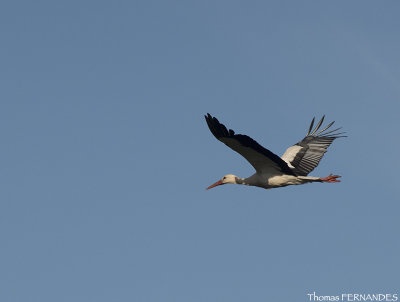 Cigogne-blanche-alsace