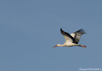 Cigogne-blanche-alsace