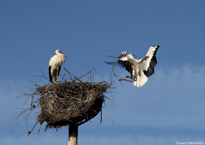 Cigogne-blanche-alsace-Le mâle apporte des branches pour le nid