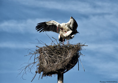 Cigogne-blanche-alsace-Accouplement