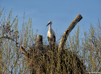 Cigogne-blanche-alsace-perché dans son nid!