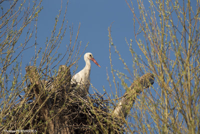Cigogne-blanche-alsace-dans son nid !