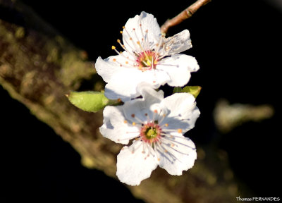 Arbre fruitier en fleur - printemps