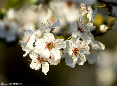 Arbre fruitier en fleur - printemps