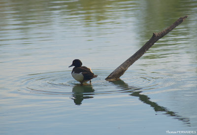 Canard-02