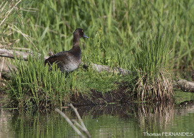 Canard