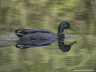 Canard colvert