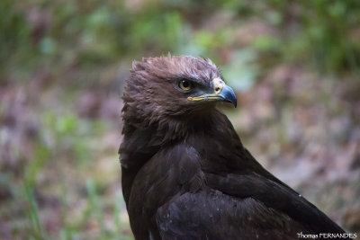 Aigle Royale_01