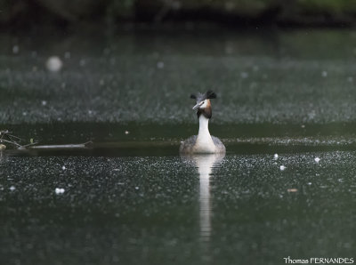 Grebe Huppé