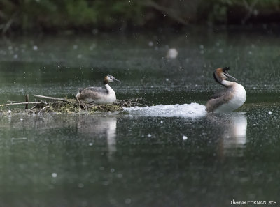 Grebe Huppé-couple_03