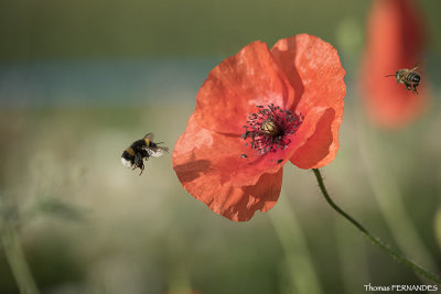 Abeilles-Bourdons- ....