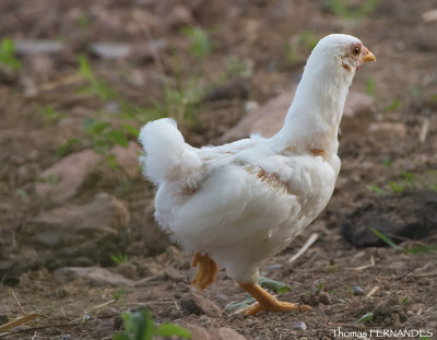 Poule-00