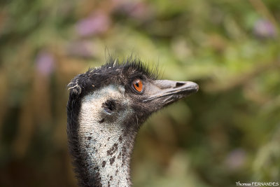 Oiseaux
