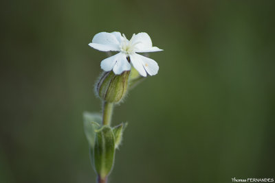 Macro-fleur
