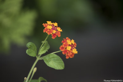 Flore