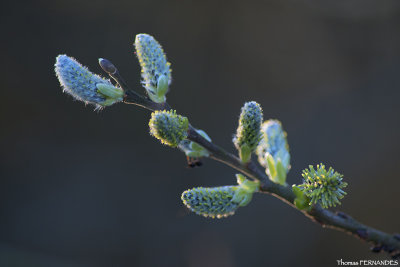 bourgeon-printemps-01