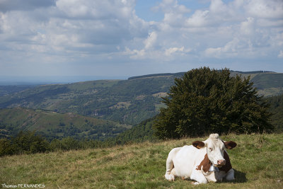 Paysage-Auvergne-Génisse