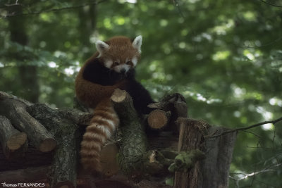 Panda_roux_00