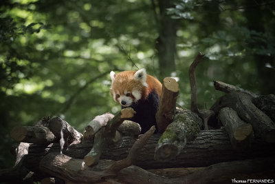 Panda_roux_02
