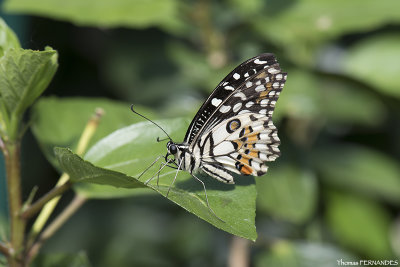 Papillon-02
