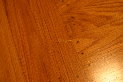 Correction after pine needle dropped by The Floor Show.JPG