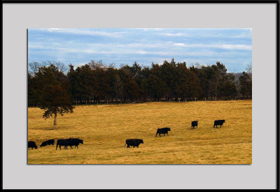 Pastoral