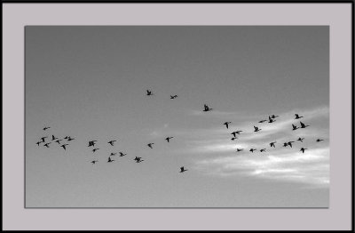 Goose Flight