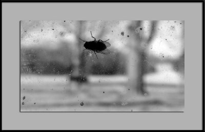 View of a Fly