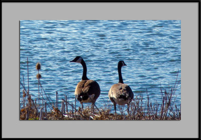 The Pair