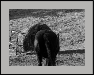 Rear view of a horse