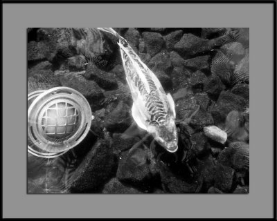 Glowing Fish