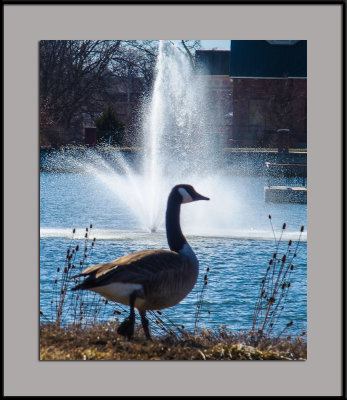The Fountain  and the Goose