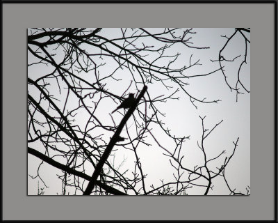 A  Bird on a Branch