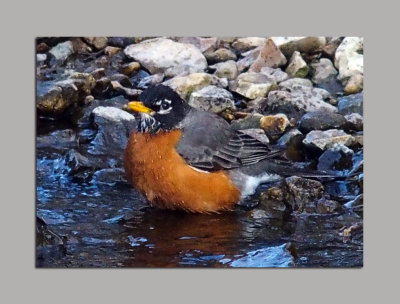 Bathing Time