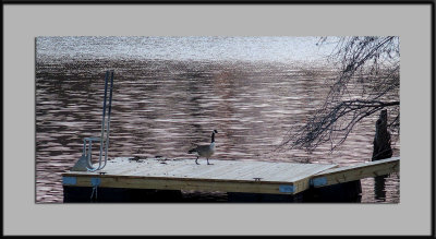 A Docking Goose