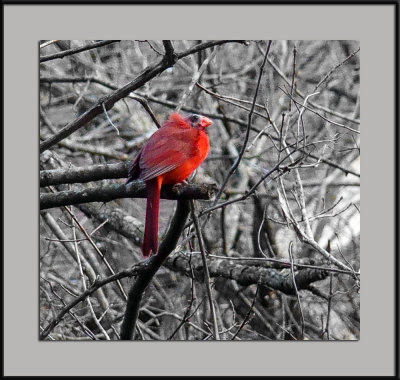 Spotted Red