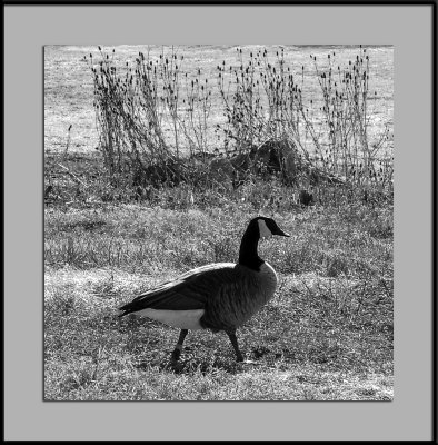 Goose on the march