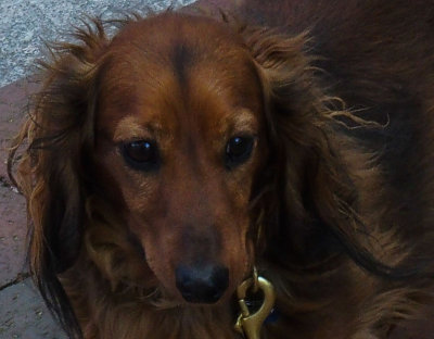 A Portrait of a Dachshund