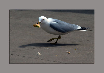 A Satisfied Seagull