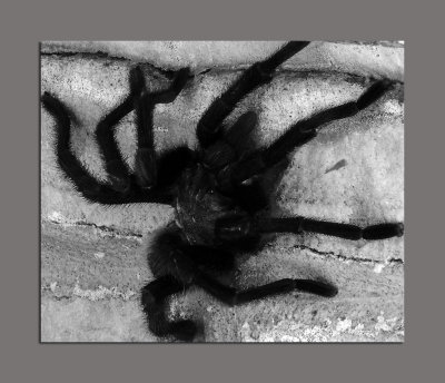 Itsy Bitsy Spider