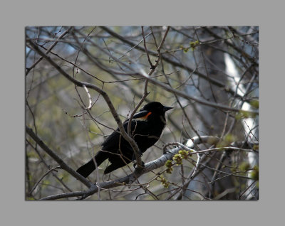 Yet another bird