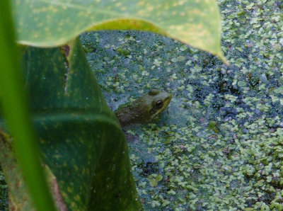 Camouflage