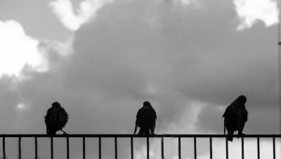 Three Little Birds
