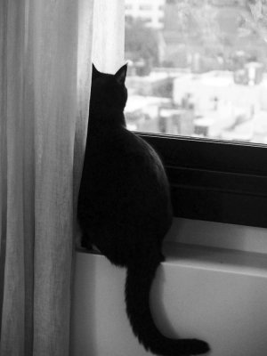 Rear Window