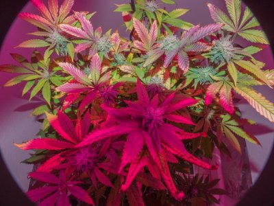 Oregon Legal Personal Plant Progress 2015 11 (Nov) 15 - 2015 10 (Dec) 05