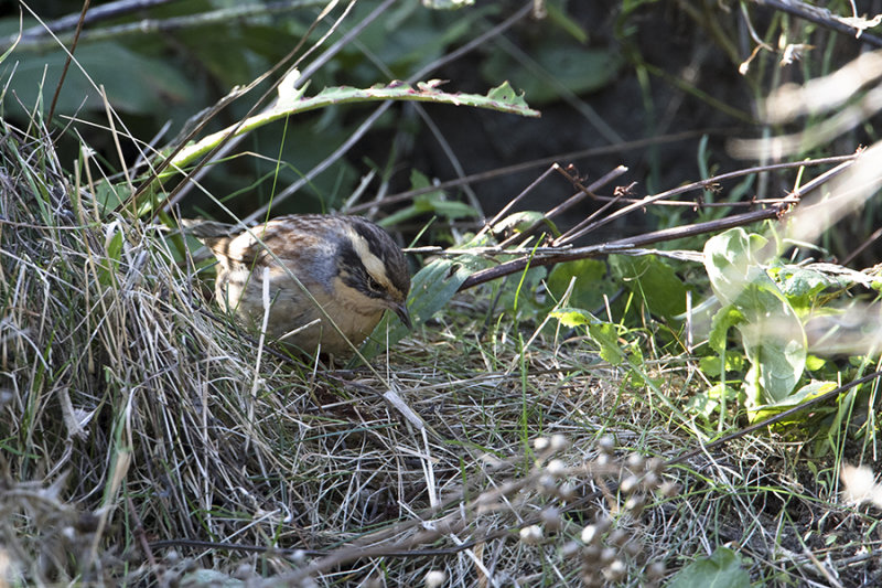 Siberian Accentor / Bergheggenmus