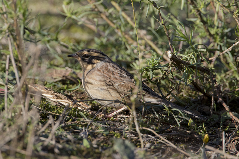 Siberian Accentor / Bergheggenmus