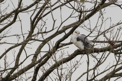 Black-winged Kite / Grijze Wouw