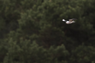 Black-winged Kite / Grijze Wouw